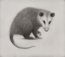 Opossum III – #7