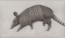 Study for Armadillo IV – #6