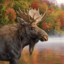 Autumn Moose – #15