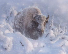 In Deep – Winter Bison – #14