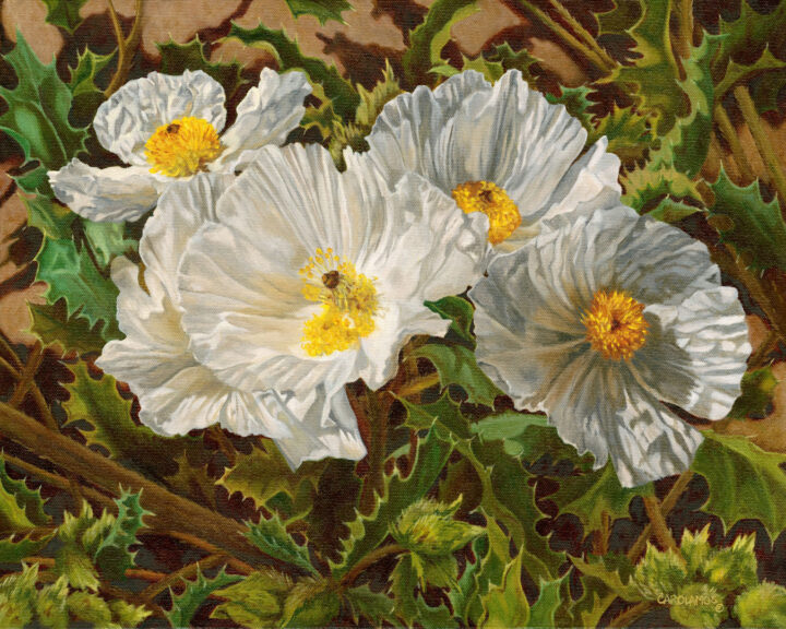 Matilija Poppy, the Fried Egg Flower – #7