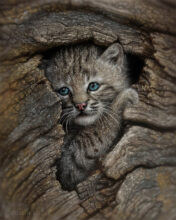 Hidden Wonder – #18