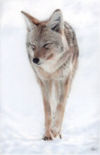 The Last Trail West – #83