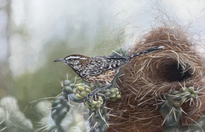 Cactus Wren – #112