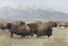 Where the Bison Roam – #113