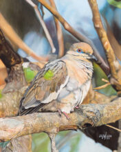 Dove in Spring – #132