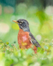 Robin in Spring – #133