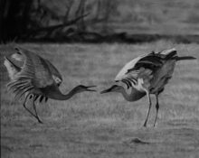 The Eternal Dance – #192