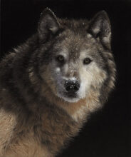 Chill Factor – #211