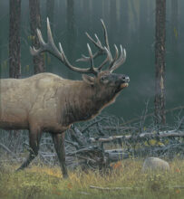 Autumn Quest – #214