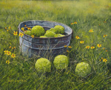 Osage Harvest – #241