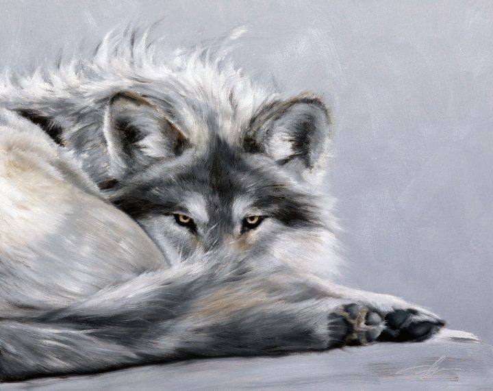 Cautious Comfort by Doyle Hostetler