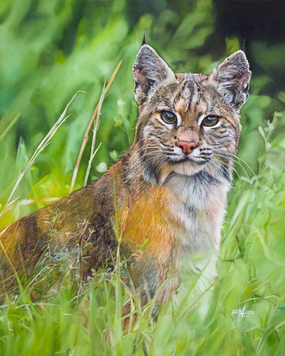 Bobcat in Summer by Joshua Martin