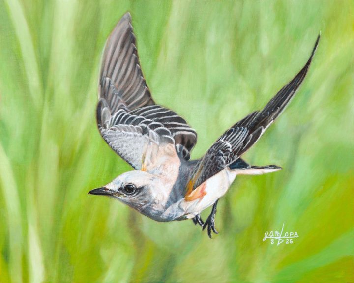 Flycatcher in Flight by Joshua Martin