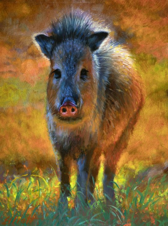 Peccary by Teresa Elliott
